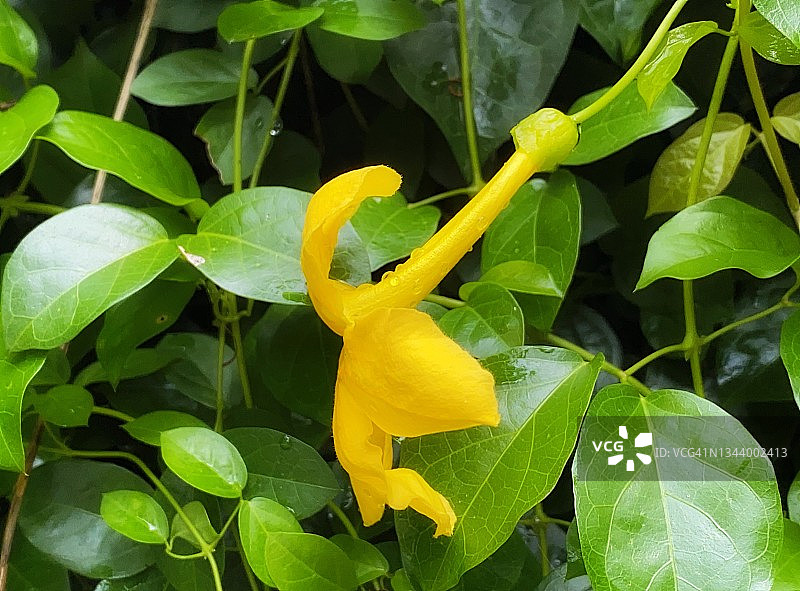 猫爪花之美图片素材