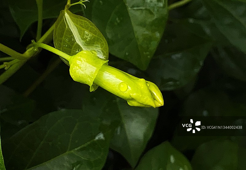 猫爪花之美图片素材