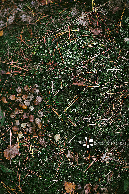 森林地面上松树和苔藓的俯视高角度视图图片素材