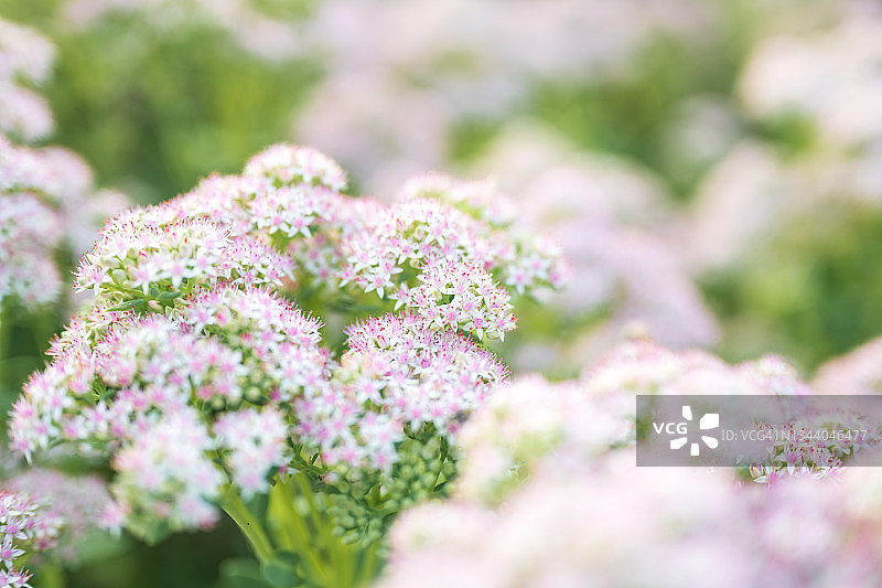 花朵背景图像特写图片素材