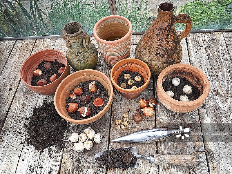 种植在小盆中的灯泡图片素材