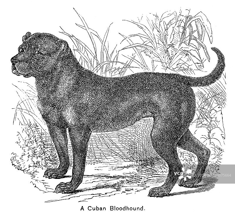 古老的雕刻插图：古巴寻血猎犬图片素材