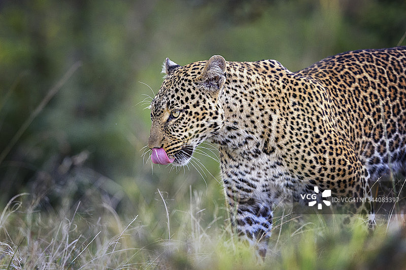 可爱猎豹吐舌特写，肯尼亚马赛马拉图片素材
