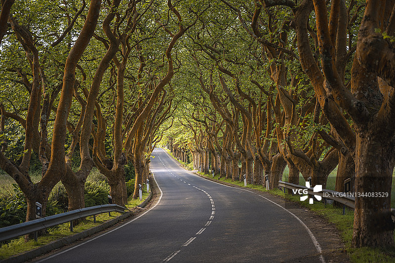 月桂树成行的道路图片素材