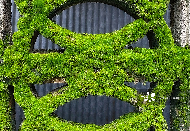 水泥围栏上的绿色苔藓图片素材