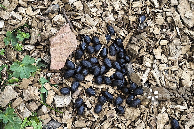 冰岛：羊粪特写图片素材