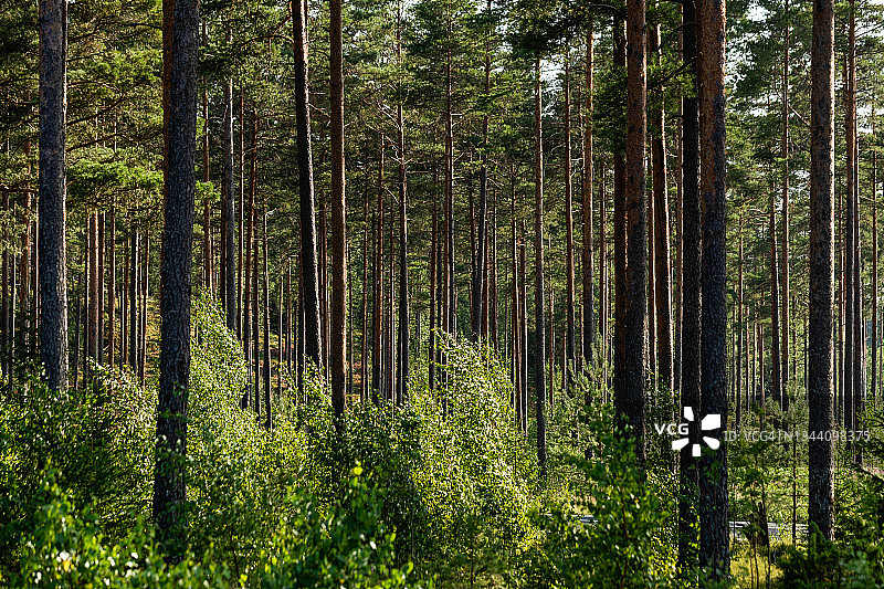 森林中的松树图片素材