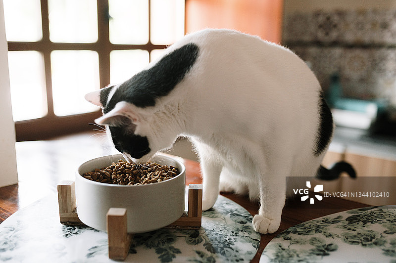猫吃猫粮图片素材