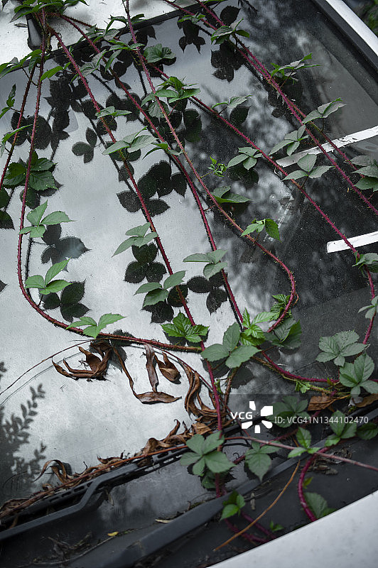 汽车挡风玻璃上的荆棘图片素材