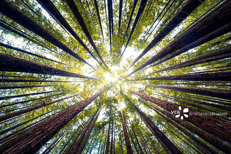 红杉树背景图片素材