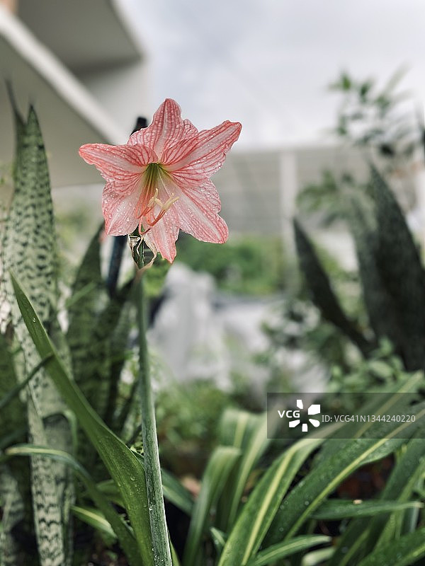 美丽的百合花图片素材