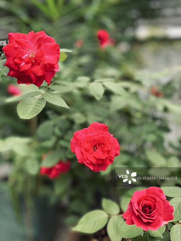 绚丽的玫瑰图片素材