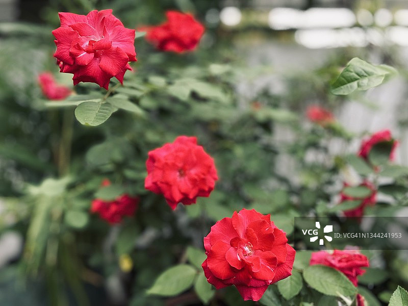 绚丽的玫瑰图片素材