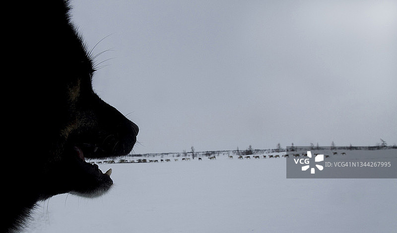 在西伯利亚亚马尔，通过为游牧涅涅茨人工作的牧羊犬的下颚看到的驯鹿。图片素材