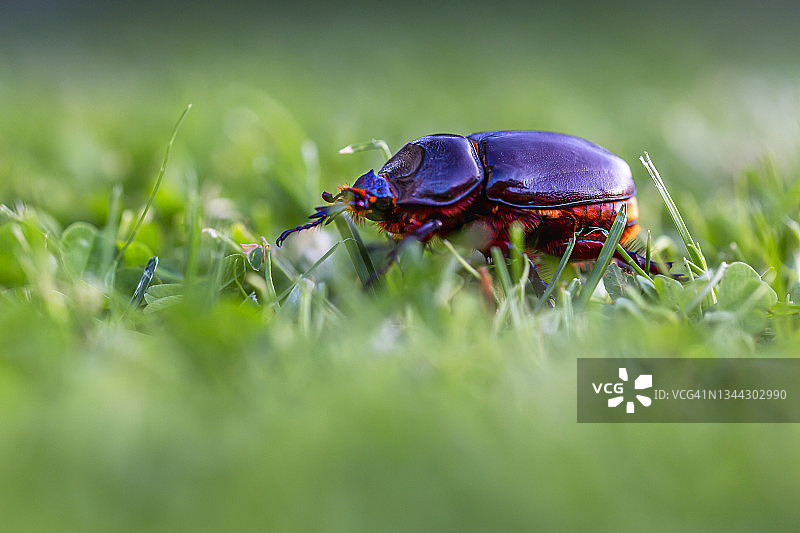 粪金龟子图片素材