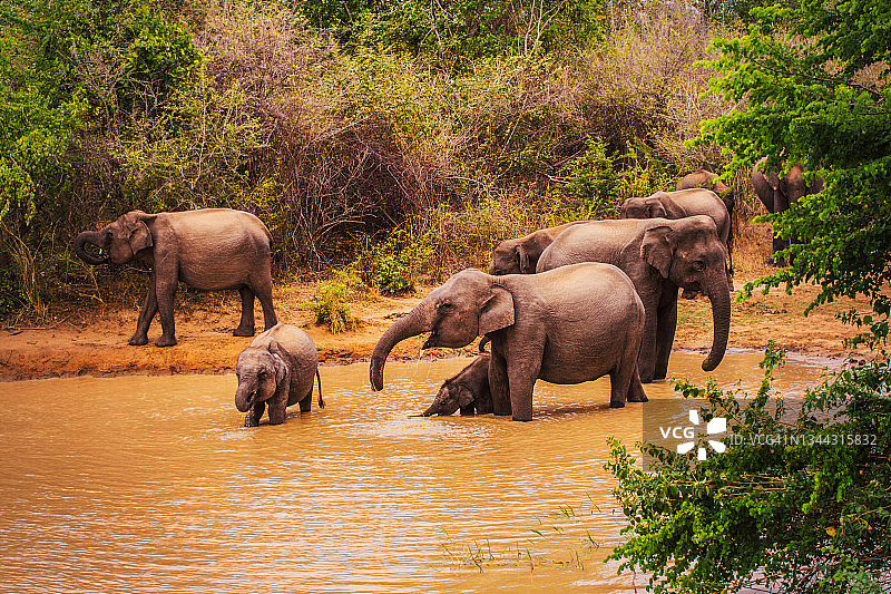 大象在沐浴图片素材