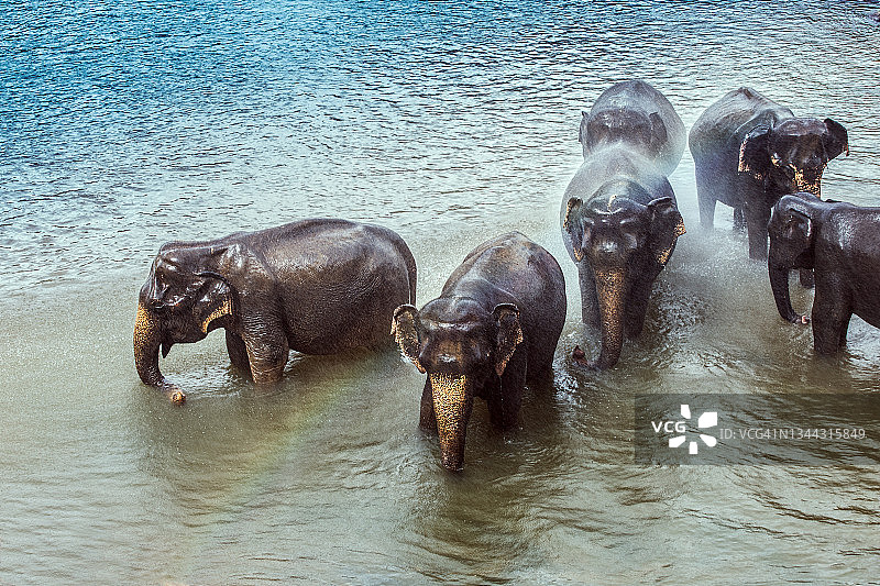 大象在沐浴图片素材