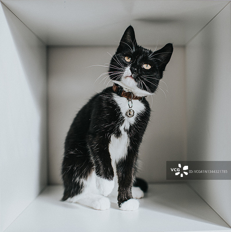 白色立方体中的小猫图片素材