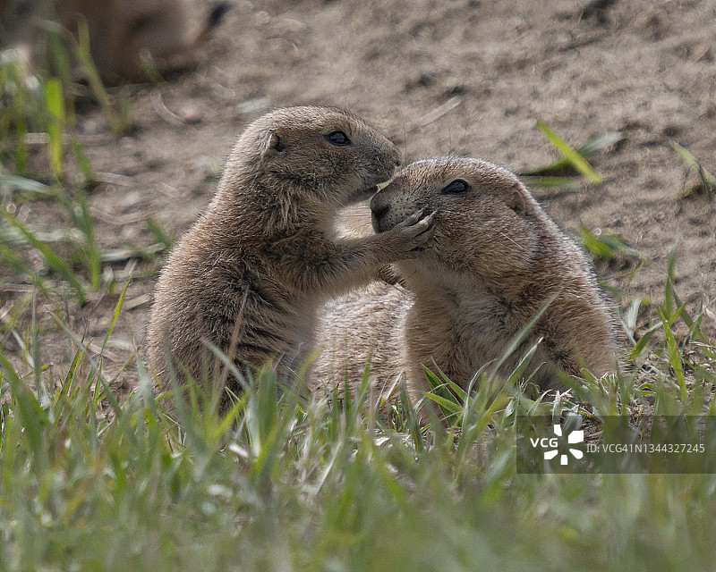 一对亲吻的土拨鼠图片素材