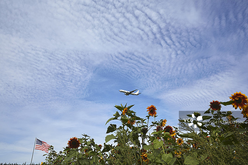 海军飞机飞过向日葵田和美国国旗图片素材