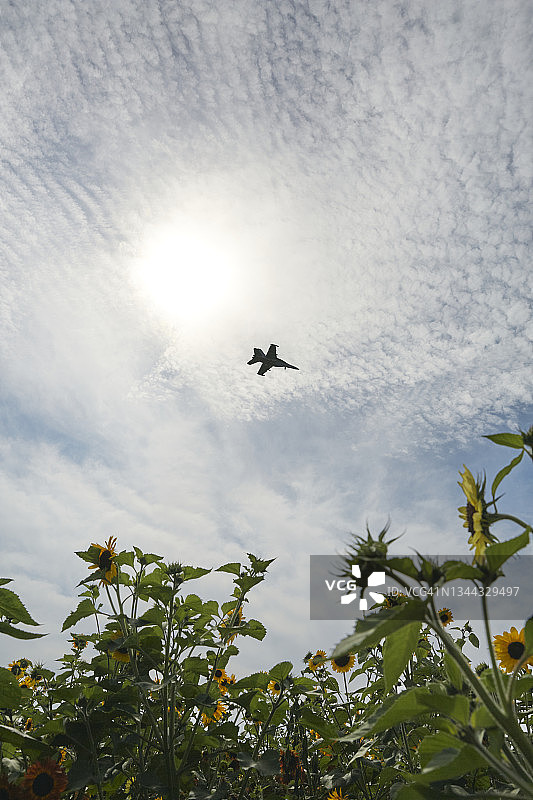 海军飞机飞过向日葵田和美国国旗图片素材
