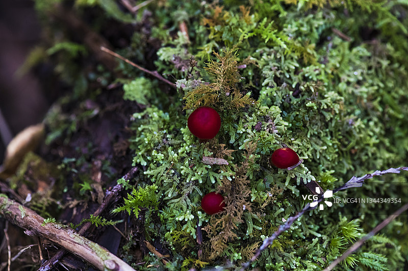 湿苔藓上的猩红蜡伞图片素材