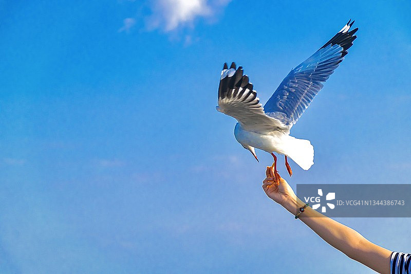 日落时分海鸥从手中觅食特写图片素材