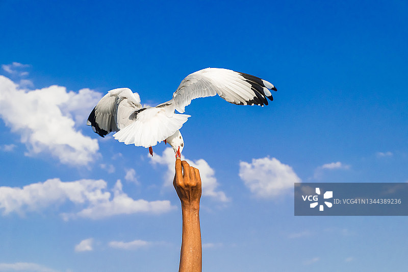 海鸥从手中取食特写镜头图片素材