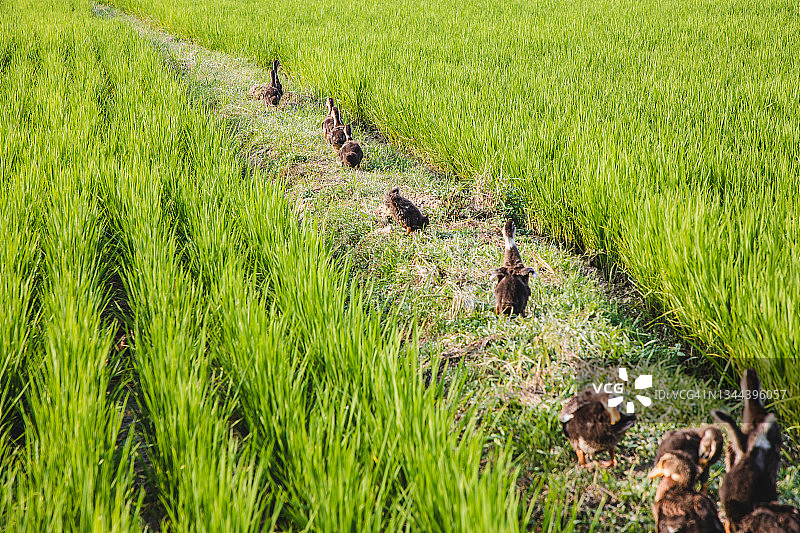 稻田里行走的一群鸭子图片素材