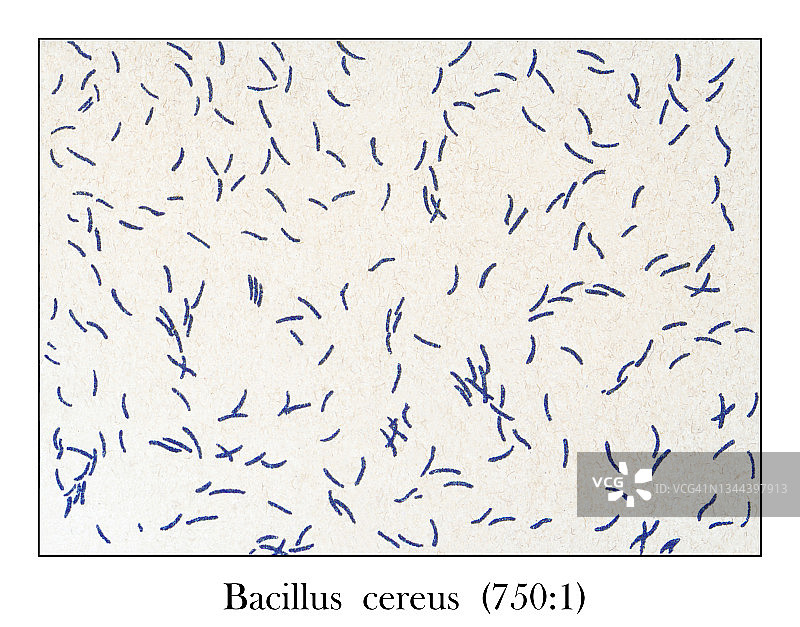 老式雕刻插图：显微镜下饮用水中纯培养的蜡样芽孢杆菌 (750 : 1)图片素材