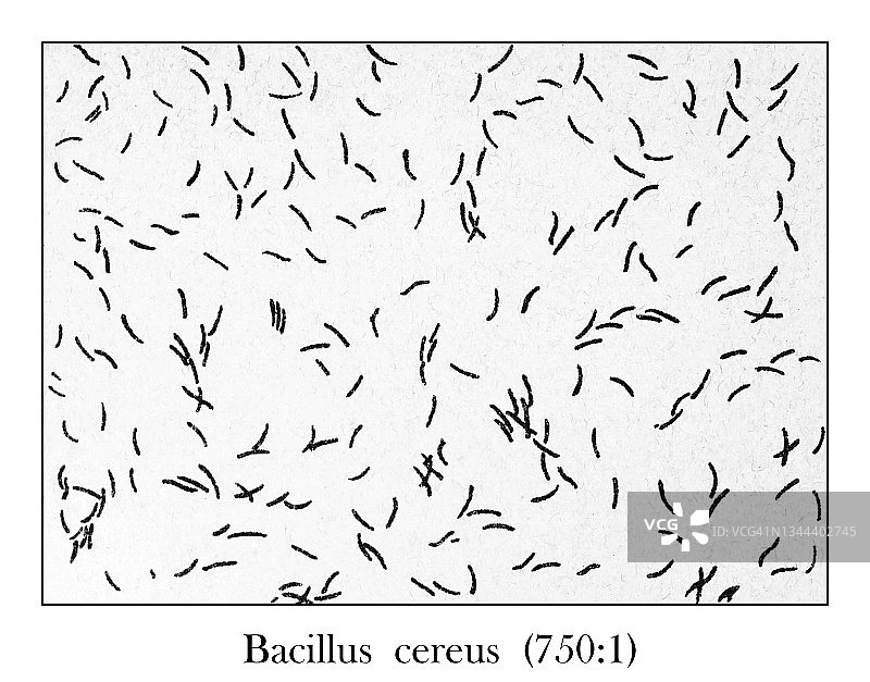 老式雕刻插图：显微镜下饮用水中纯培养的蜡样芽孢杆菌 (750 : 1)图片素材