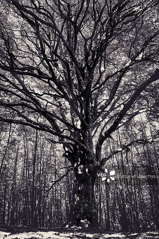 山毛榉树图片素材