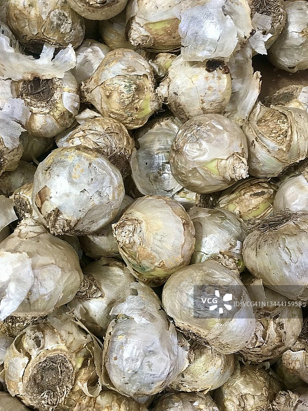 风信子球茎（室内风信子）图片素材