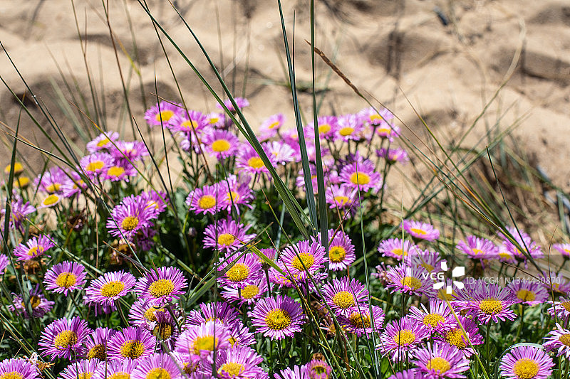 海滩上的鲜花图片素材