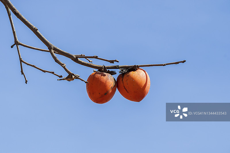 树枝上的成熟柿子图片素材