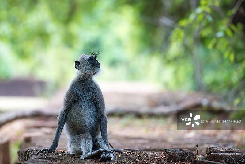 斯里兰卡灰叶猴坐古遗迹图片素材