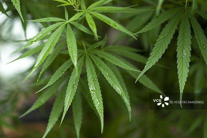 地面上模糊背景中的大麻叶特写图片素材