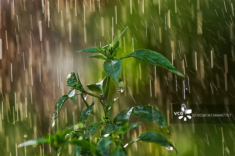 雨中植物的特写镜头图片素材