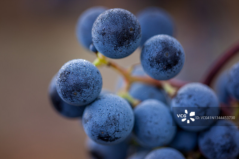 意大利托斯卡纳莱格 horn 省的博尔盖里葡萄园图片素材