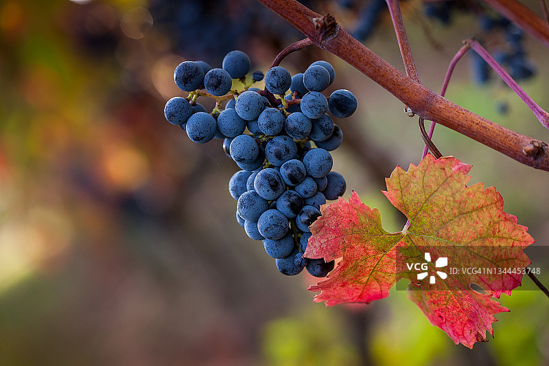 意大利托斯卡纳莱格 horn 省的博尔盖里葡萄园图片素材