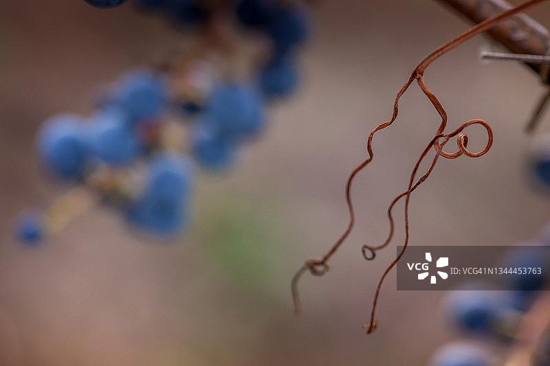 意大利托斯卡纳莱格 horn 省的博尔盖里葡萄园图片素材