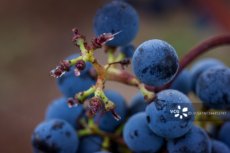 意大利托斯卡纳莱格 horn 省的博尔盖里葡萄园图片素材