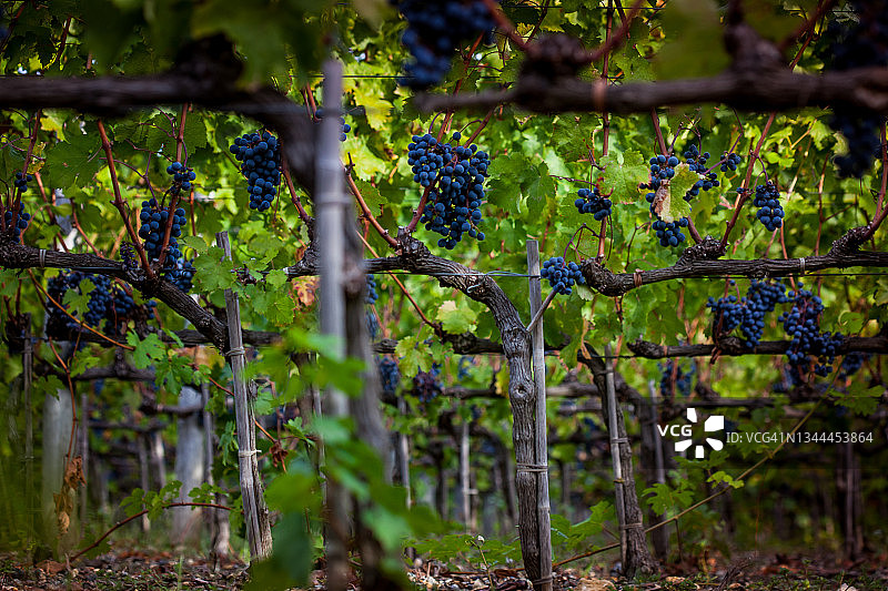 意大利托斯卡纳莱格 horn 省的博尔盖里葡萄园图片素材