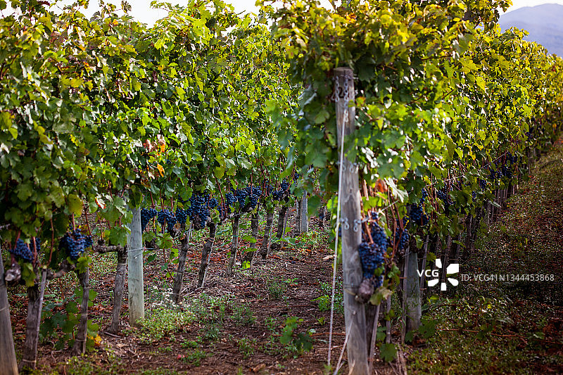 意大利托斯卡纳莱格 horn 省的博尔盖里葡萄园图片素材