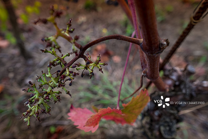 意大利托斯卡纳莱格 horn 省的博尔盖里葡萄园图片素材