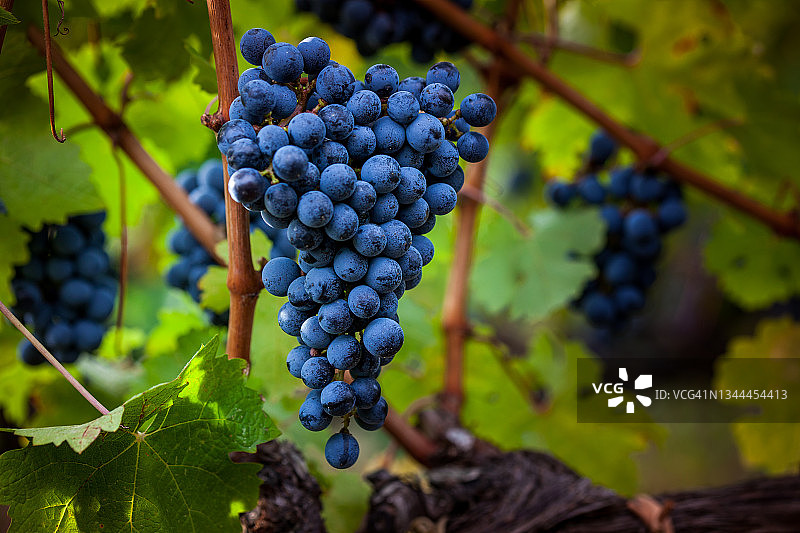 意大利托斯卡纳莱格 horn 省的博尔盖里葡萄园图片素材