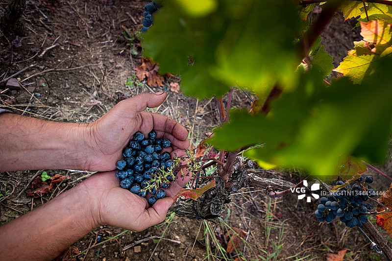 意大利托斯卡纳莱格 horn 省的博尔盖里葡萄园图片素材