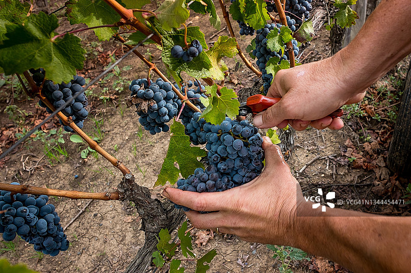 意大利托斯卡纳莱格 horn 省的博尔盖里葡萄园图片素材