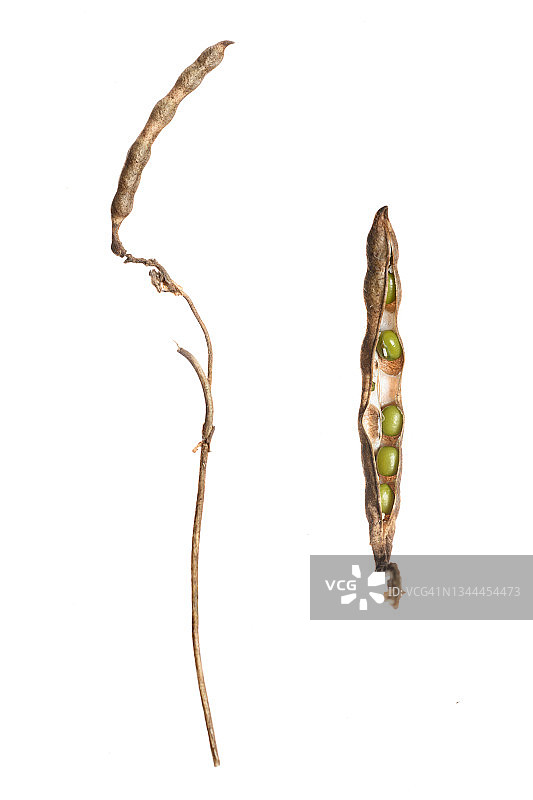 绿豆植物和豆荚图片素材