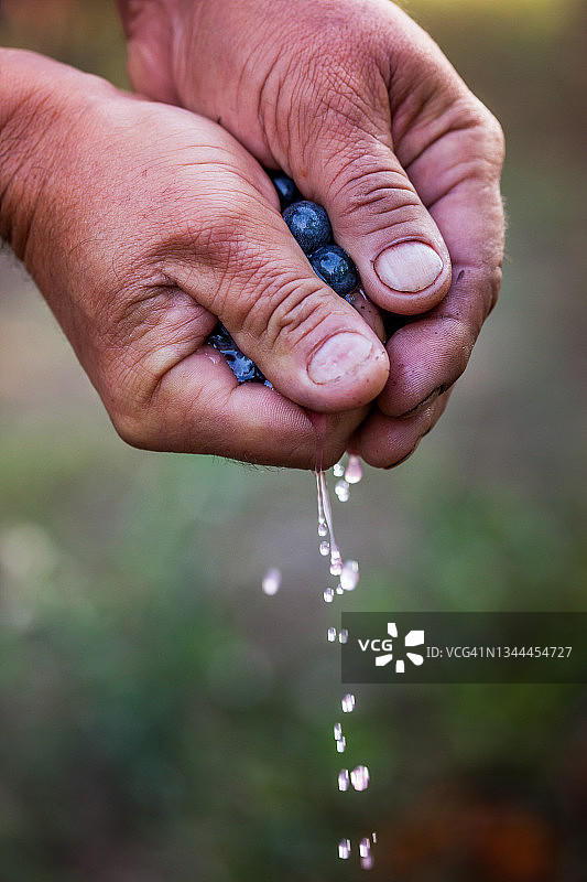 意大利托斯卡纳莱格 horn 省的博尔盖里葡萄园图片素材